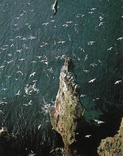 天売島海鳥繁殖地