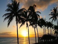 ハワイ州景色(椰子の木).JPG