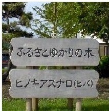 庁舎前にあるふるさとゆかりの木「ヒノキアスナロ（ヒバ）」看板